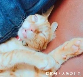 猫咪|平时奶萌的小橘猫,睡姿却“奇差”,主人一回头差点被吓到