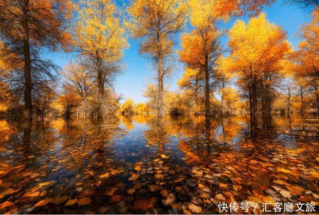 热烈|等待一年,只为胡杨林21天的极致灿烂和浓烈!