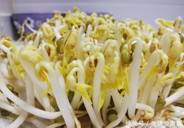 简单|吃了30年的豆芽，原来发豆芽这么简单，几天就能吃，先收藏了