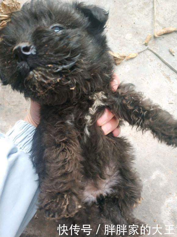 看起来|路人嫌流浪狗脏拎起小家伙就丢进了垃圾桶,女孩看到后气坏了