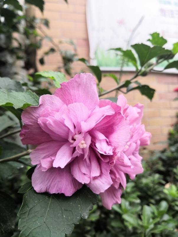 常见|农村常见的花,摘下来还能做菜吃,味道比鸡肉还鲜美