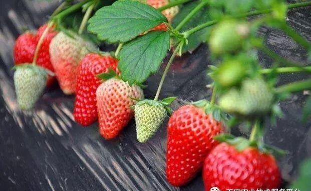 施药|用这些杀虫剂要格外注意