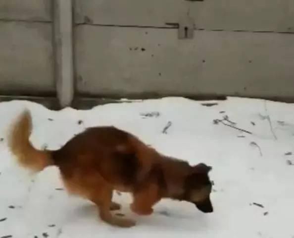  双腿|狗狗被主人砍断双腿，被救后帮助残疾人治愈，真的令人心疼到想哭