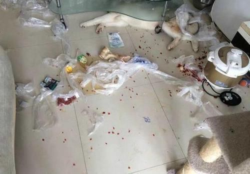 二哈|闺蜜看到我家二哈颜值爆表非要带回家养几天,于是我笑呵呵的答应