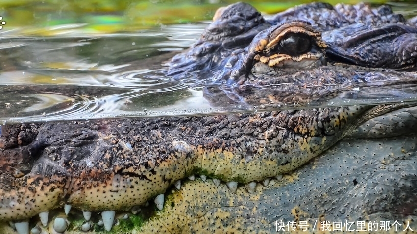  当地|毒贩将冰毒冲马桶流入下水道竟让鳄鱼嗑到嗨