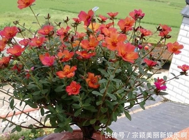 夏季|夏季在家盆栽植物担心养不好?不如选这3款,天热照样好养活