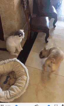 GIF|搞笑GIF:就一招神龙摆尾了!