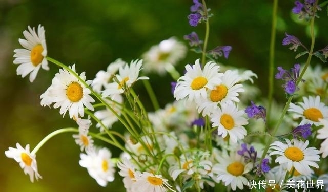 生肖鼠|9月下旬,财运顶呱呱,放手一搏收获多,所想皆如愿的4大属相