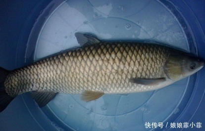 炸鱼|饭店的炸鱼块之所以好吃,只需这3招,金黄酥脆无腥味,简单实用