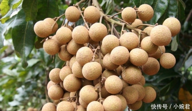 带有|名字带有“龙”字的水果,吃过一种不算啥,吃过最后一种才牛