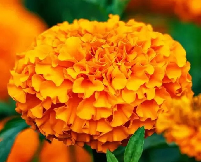 医药|此花具有很高的医药价值，花朵金灿灿、黄澄澄，代表了离别的悲伤