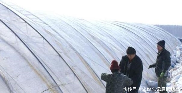 二氧化碳|黄瓜保护地种植,该如何增施“二氧化碳”?惠农为您解答