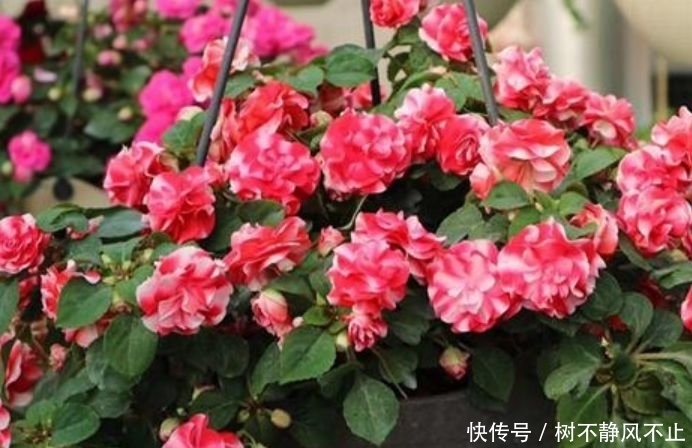 种花|聪明人都养4种花,沾土就能活,开花就爆盆,不易生病好养护