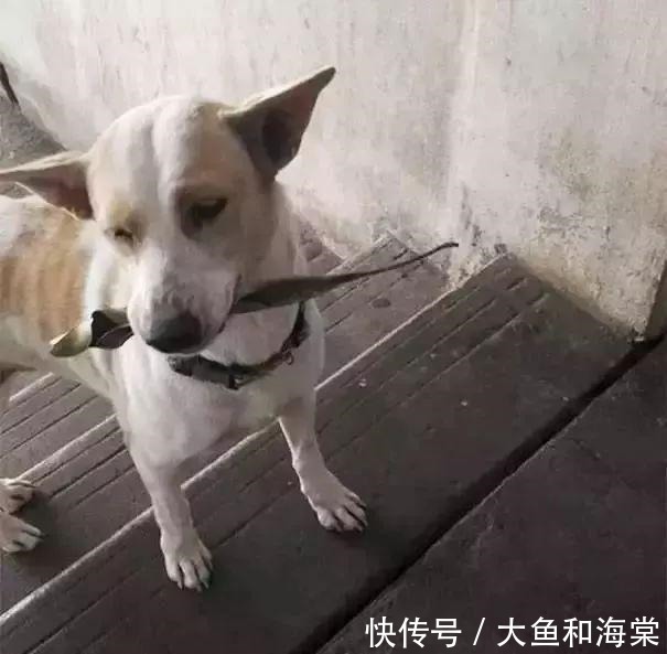 教养|抱歉!连流浪狗都有的教养,有些人却没有