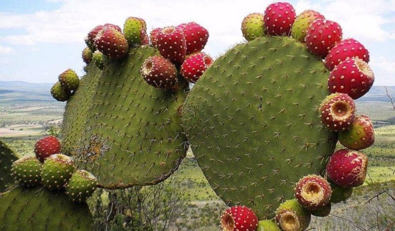 墨西哥|火龙果(仙人掌果),墨西哥不可或缺的文化图腾与经济作物!