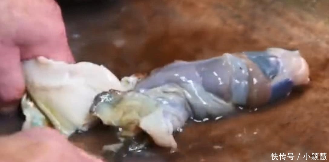 螺肉|米其林厨师用刀“豪取”螺肉,渔民看到后怒了:不懂就别瞎做!