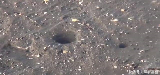 皮皮虾|海滩上发现有两个小洞 男子竟把腿伸进去 大呼: 原来它住在里面