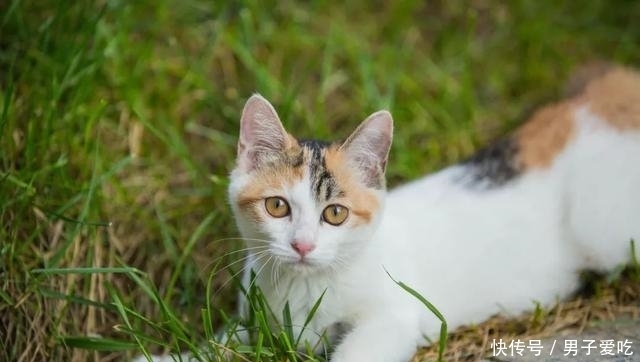  前来|观复猫天团上新，米麒麟前来报道啦