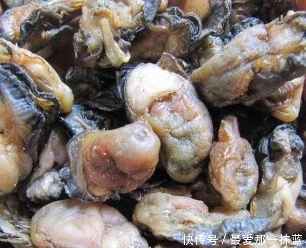 鲜牛奶|这种海鲜三年才长大,直接可以生吃,被称为“海中的鲜牛奶”