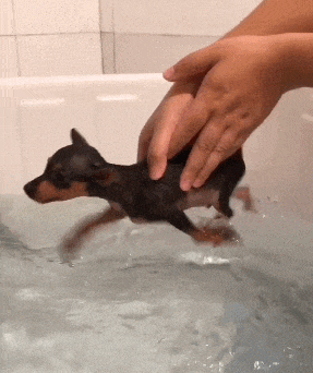  搞笑|搞笑GIF：大爷你觉得它俩谁会赢？