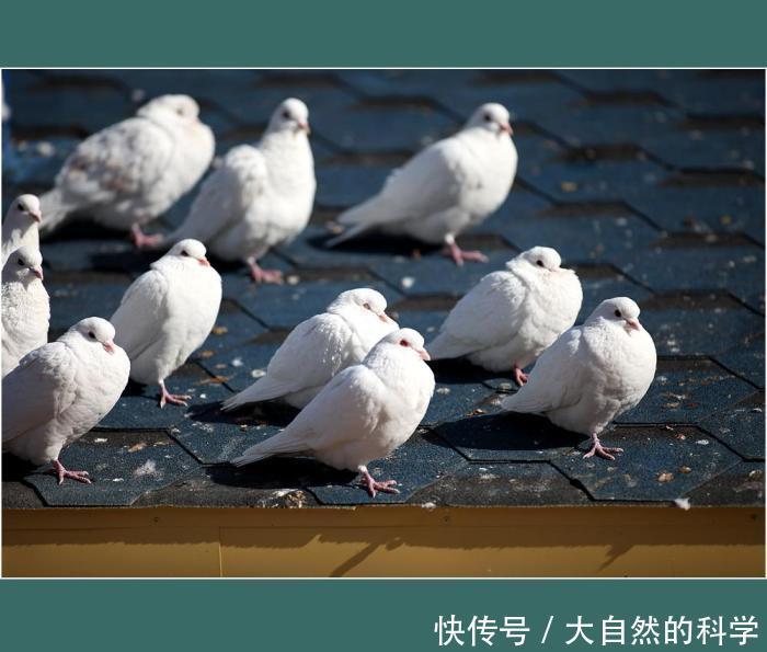 食物|北极猫头鹰它们居无定所, 这完全由食物的数量来决定