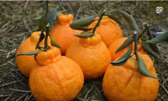 鱼子酱|世界上最贵的水果,第一个水果中的鱼子酱,最后一个超出你的想象