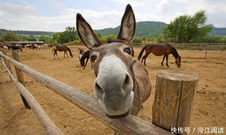 错失|好听驴鸣的王粲,因其貌不扬错失机会?怀才不遇,还是大器晚成?