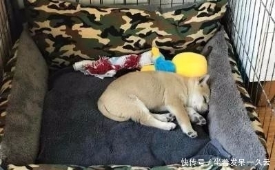 检查|狗狗1天不吃不喝只睡觉,送去医院,检查后主人笑死了!