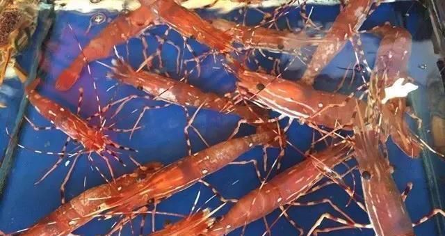 海鲜|世界上65种珍奇海鲜,贝爷都不敢说全部吃过,你吃过几种