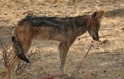 攻击|胡狼捕食毒蛇,毒蛇不用毒牙攻击,反而缩成一团保护蛇头