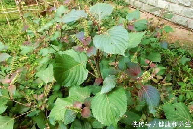 日本|国内很少人吃,却有人大量种植,出口日本受热捧,你吃过吗