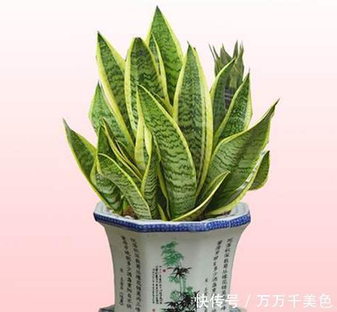 春夏秋冬|夏季养虎纹兰怎么浇水?春夏秋冬各不同,学会了,叶片肥厚坚挺