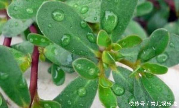 长寿菜|“吃了马齿苋,一年无病害”,被称长寿菜的马齿苋,值得你了解