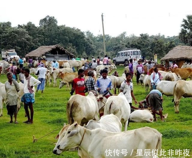 到底|印度，到底让不让吃牛肉？｜地球知识局