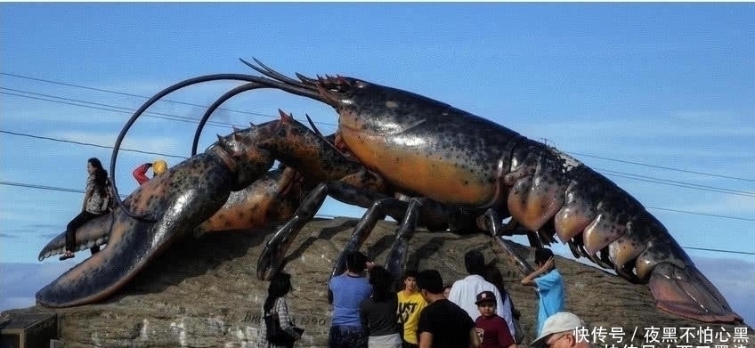 干瞪眼|这只龙虾活了134年,受国家特赦免死,吃货只能干瞪眼