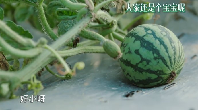  节目|《向往4》西瓜地终于长出西瓜，何炅扒开一看，穿帮镜头后期忘记了打码