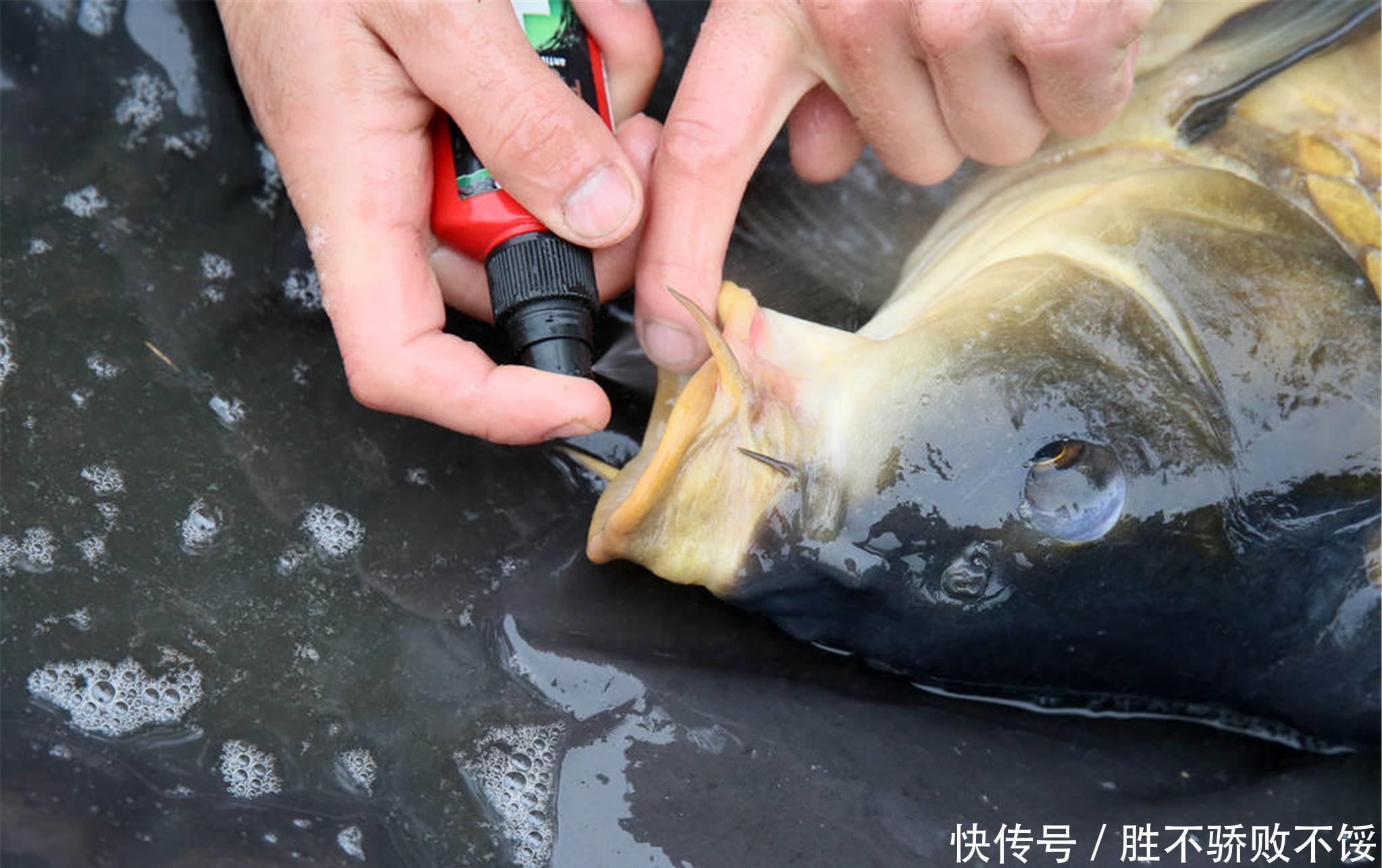 条鲤鱼|一条价值450万的鲤鱼,5年还没被钓上来,钓鱼人:还有这好事?