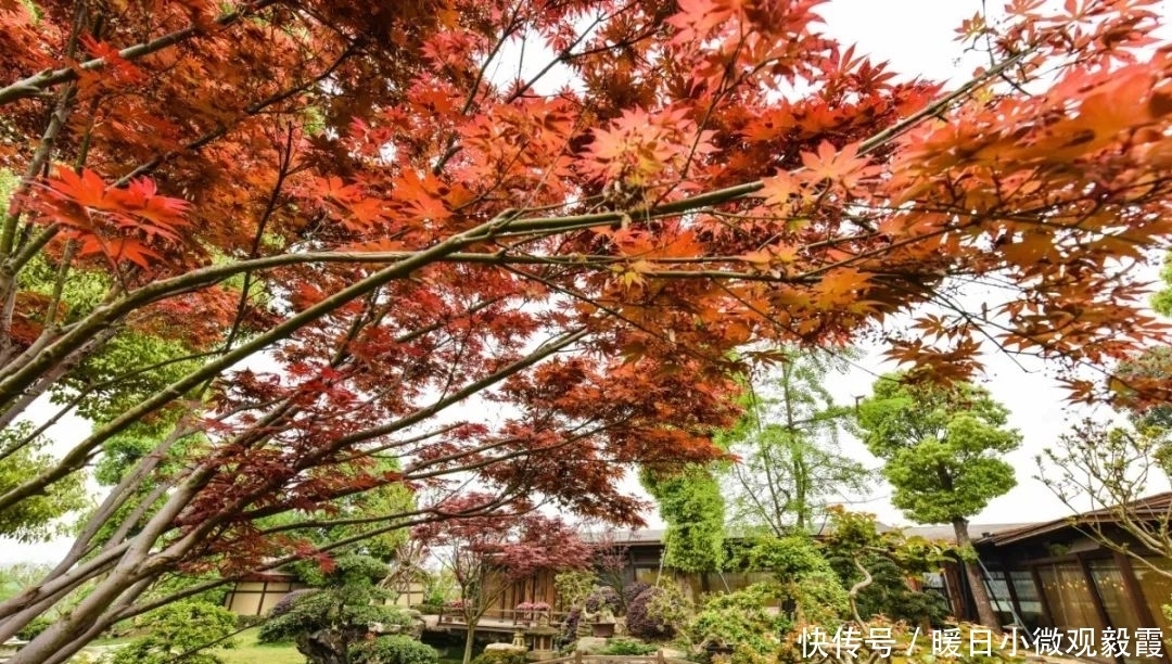 浅谈|浅谈秀丽东方IP对成都公园城市建设的借鉴作用