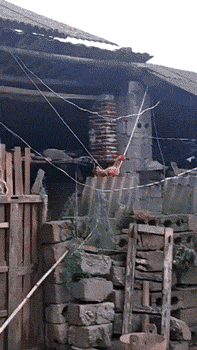 天天|搞笑GIF:我家的电线天天被当成秋千!