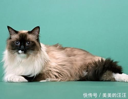 伯曼|猫咪品种大全介绍——伯曼猫，缅甸寺庙里的护殿神猫