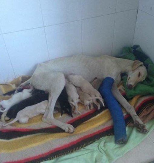  令人|母狗马路上边哭边跑，女子好奇跟上去查看，眼前一幕令人心碎