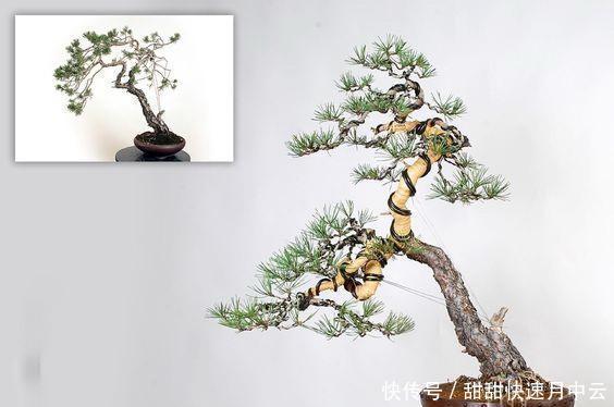  枝片|爱木盆景I 蟠扎一下至少增值10倍，你能学到什么蟠扎处理技巧！