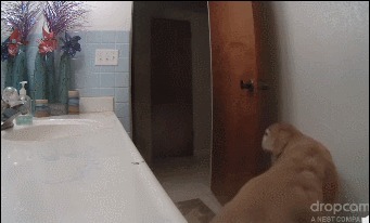  躲进|主人不在家，12岁狗狗怕打雷躲进厕所，一系列举动乖巧得让人心疼