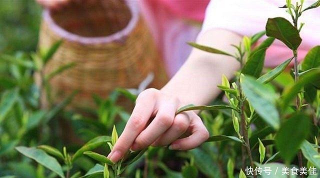 喝茶|长期爱喝茶的人,最后都怎么样了?尤其是喝浓茶,中国茶外国咖啡