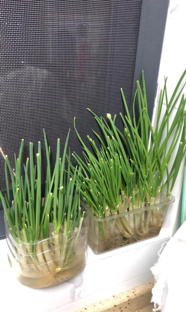  长满|阳台弄个泡沫箱，撒把菜种子，一周长满青菜