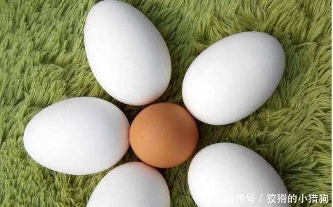  真的|5元一个鹅蛋，4元一斤鸡蛋，鹅蛋真的比鸡蛋好那么多吗？