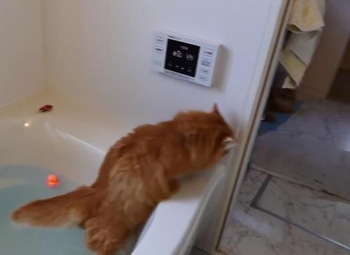 滑稽|猫咪失足跌落水池,游泳的姿势太滑稽了,喵星人都是好奇心作怪