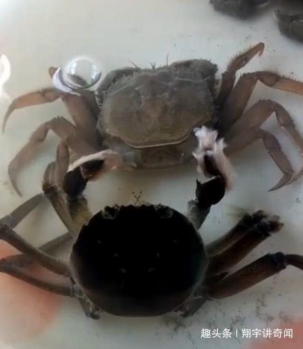 看清|奇闻男子买了两只螃蟹,准备烹饪时发现多了一只,看清乐开了花