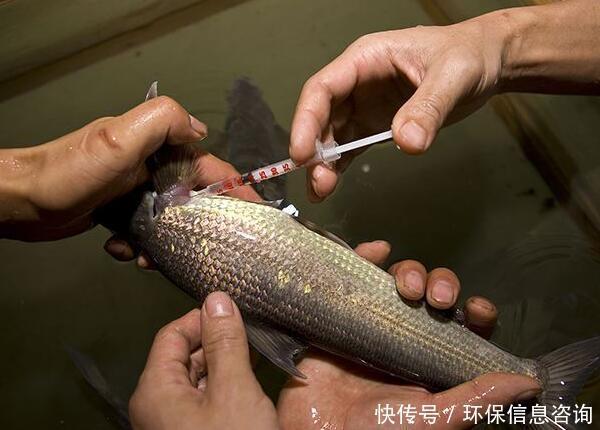 务川自治县|非法捕捞长江鱼三斤，被判7个月