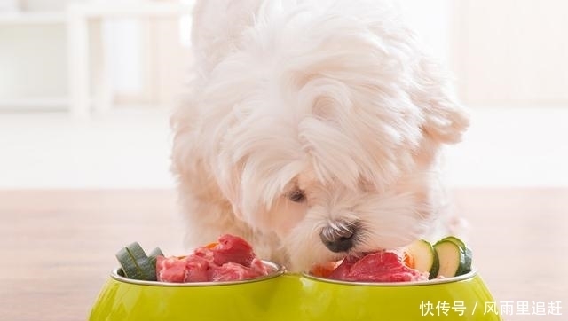  夏天|夏天对狗做这几件事，小心狗命不保